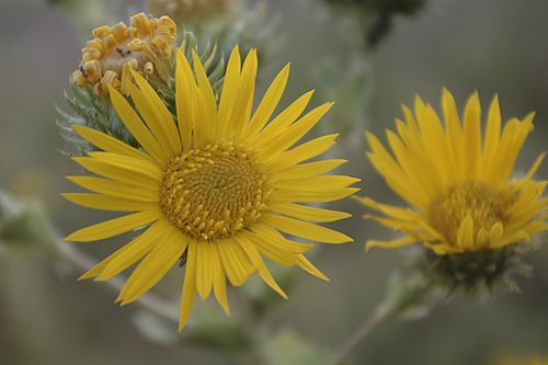 Grindelia ciliata